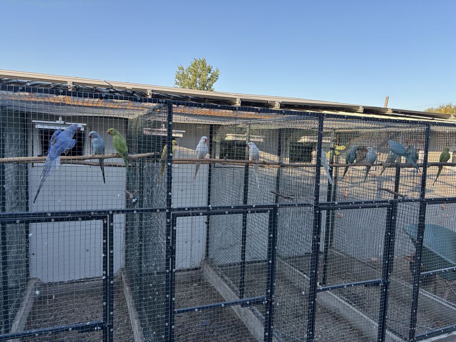 Papagali micul alexandru