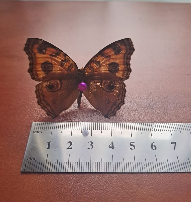 Настоящая бабочка.