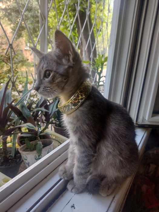 Умный котик , в добрую любящую семью