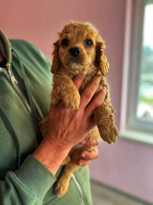 Кокершпаньолчета