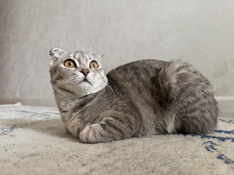 Шотландская вислоухая кошка