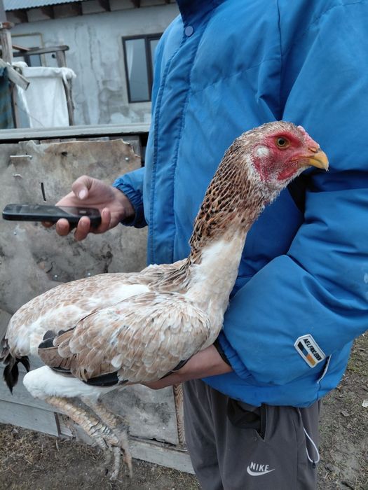 Дакан тауық сатылады