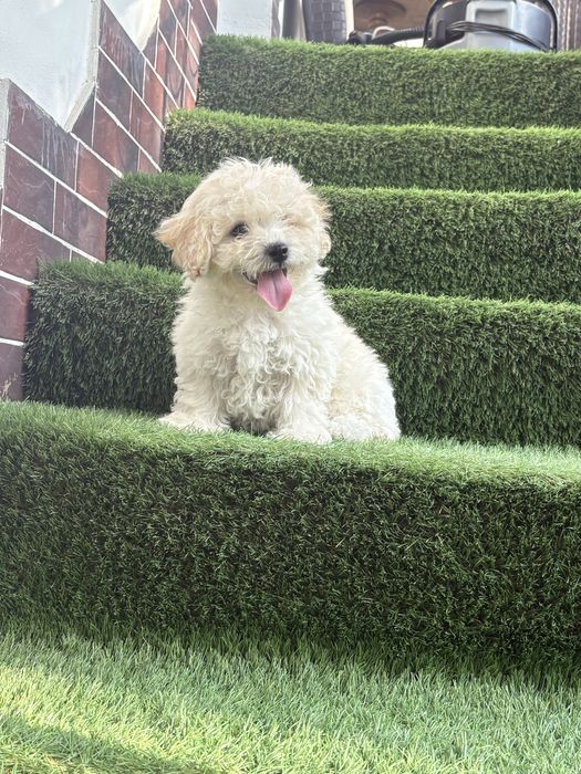 Maltipoo mini toy