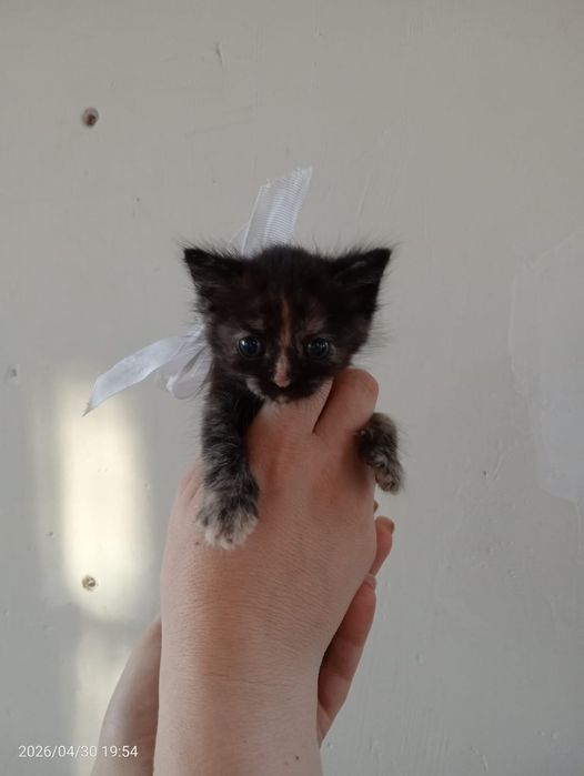 Отдам котят в добрые руки