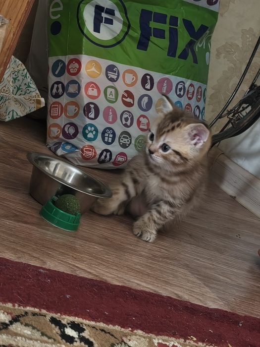 Шотладские котята