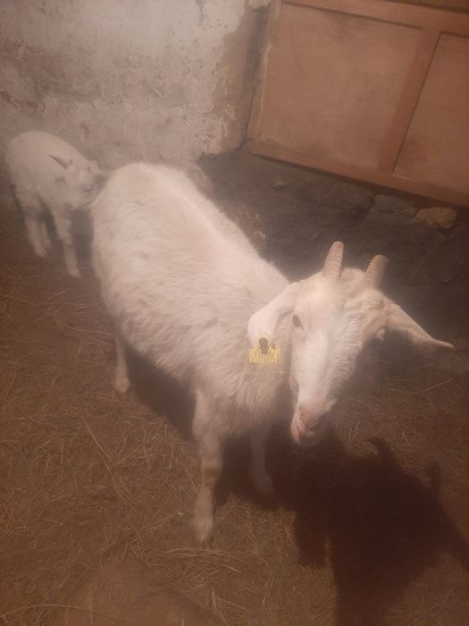 Коза с козленком