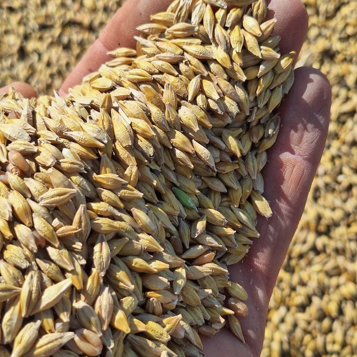 Продам ячмень сухой