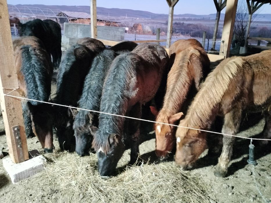 Iapă armăsar mânz mânza