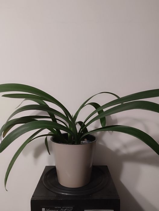 Кодиум, ,Драцены,   другие