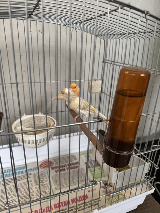 Продается канарейка,ikkalasi ham yoshiga to’lgan nar sayroda,