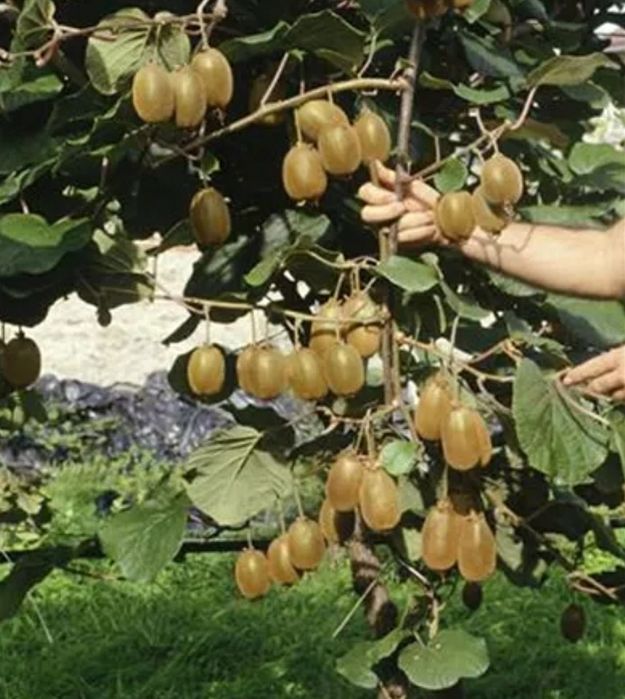 Pomi Exotici (Soiuri De Kiwi )