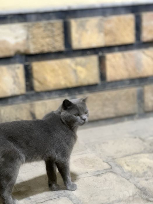 Blue, British Shorthair