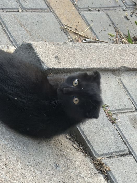 Котенок вислоухий метис