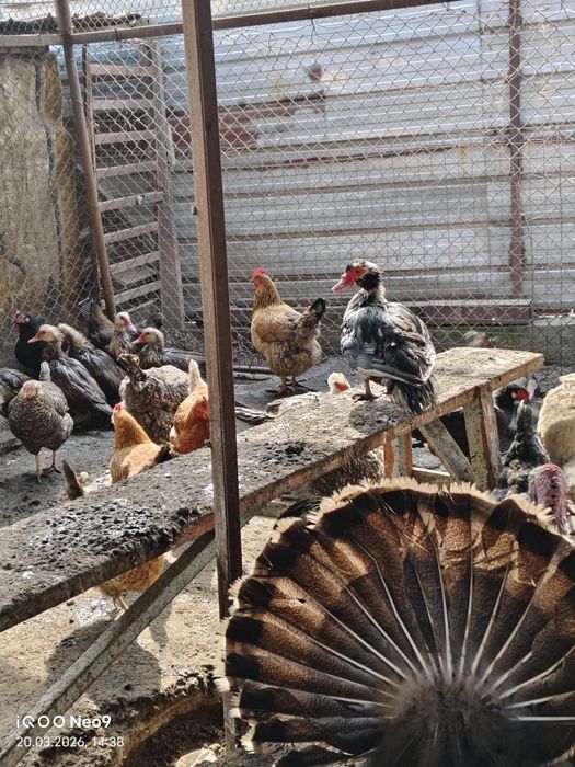 Продам индоуток молодых и взрослых