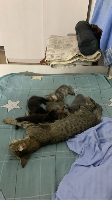 Котята ищут добрые руки