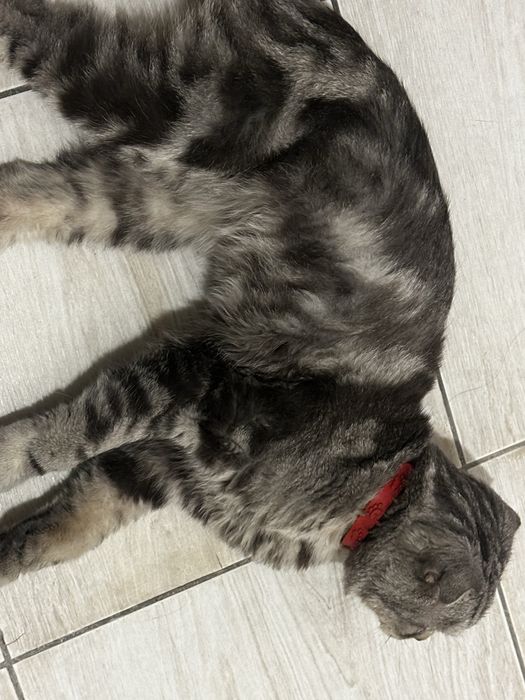 нашли кота, Кокшетау