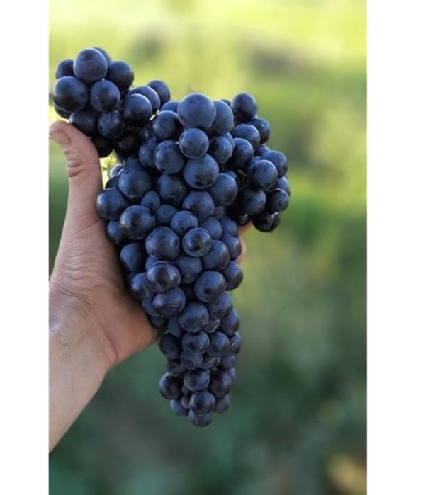 Vand butasi vita de vie altoita anul 3 de vegetatie