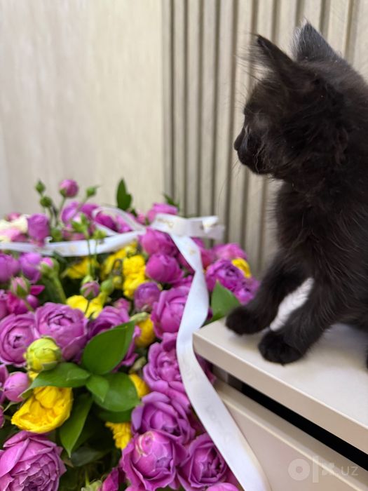 Отдам котенка в хорошие руки