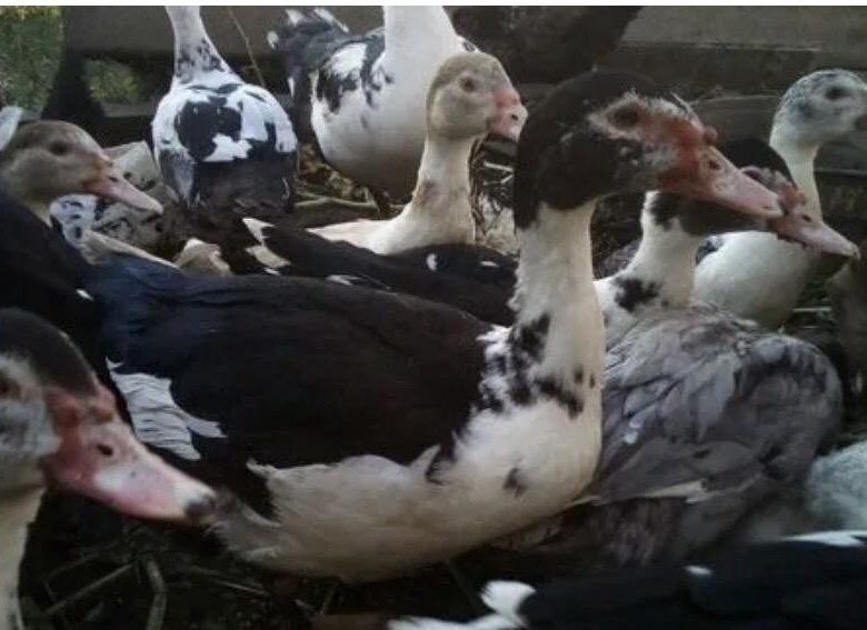 Срочно Продаётся Индоутка мускусние