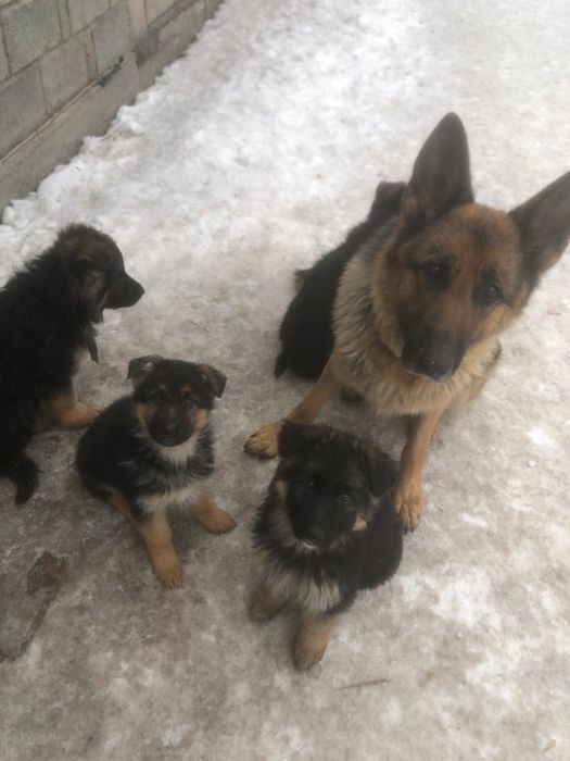 щенки немецкая овчарка