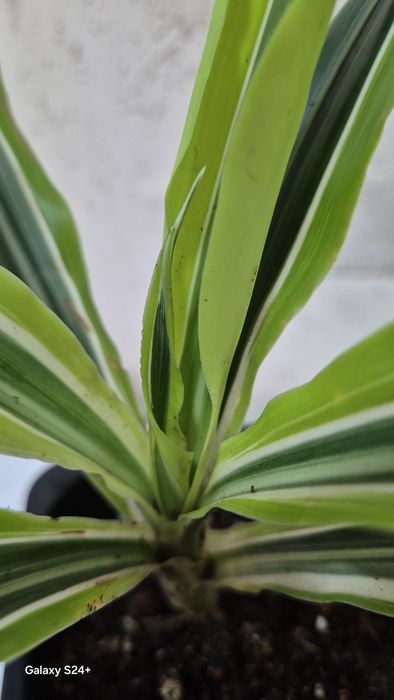 Драцена душистая Лемон лайм