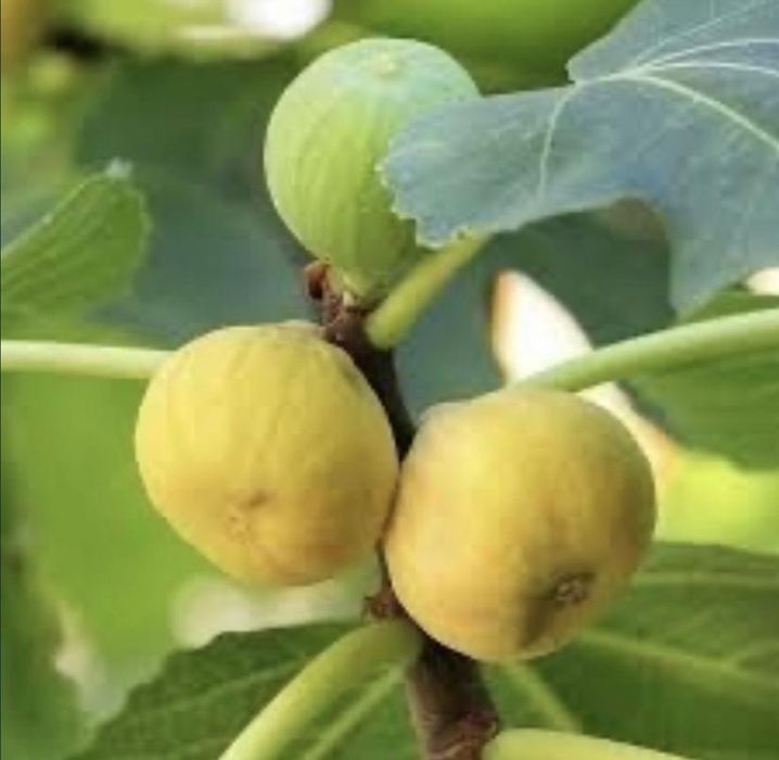 Smochin BIFER 2 productii pe an