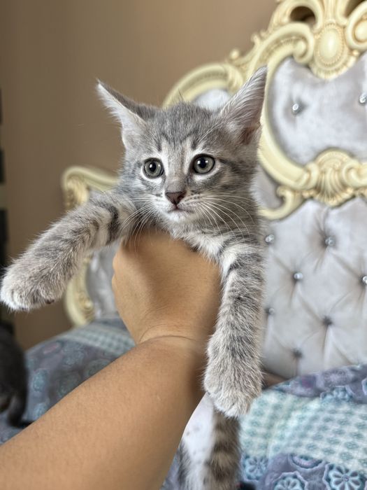 Котята 1,5 месяца мал/дев