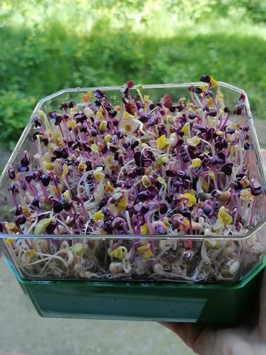 Vas de germinat seminte pentru vlastari si microplante pe 2 nivele