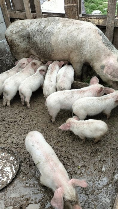 Продават се малки пра сета