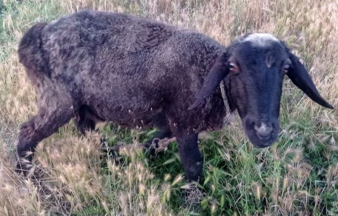 Quylar sitiladi ona bacha