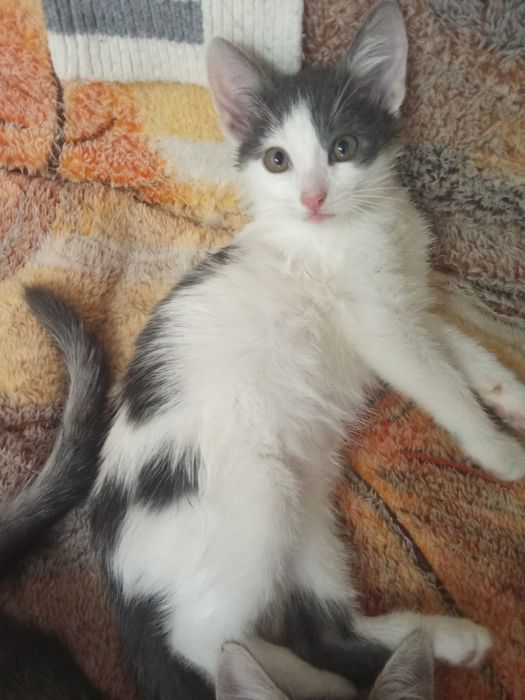 Котенок девочка в добрую семью