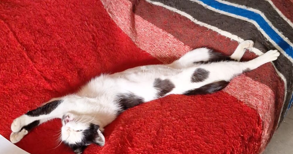 Cea mai iubitoare pisicuta pt adoptie