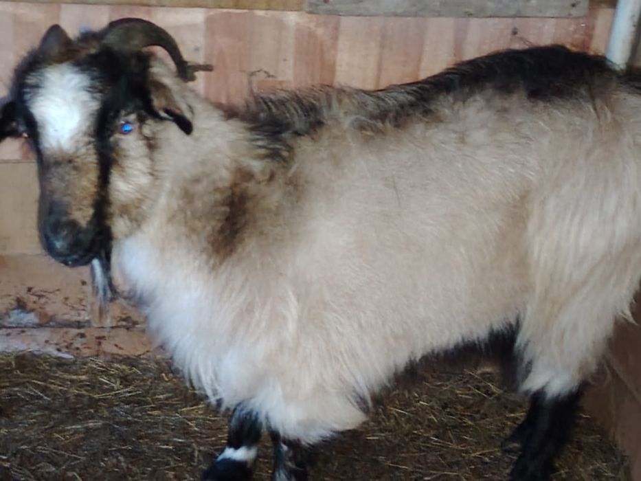 Продам Взрослую Козу