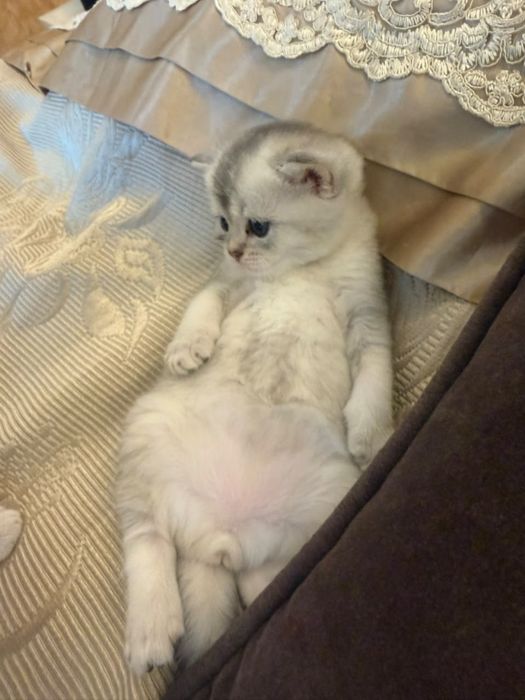 Котятя - шиншила мальчики