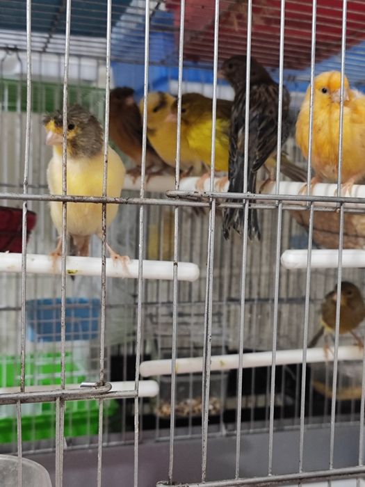 Канарейка модалар. 200мингдан 500мингача яхшилаб окиб тел килинг