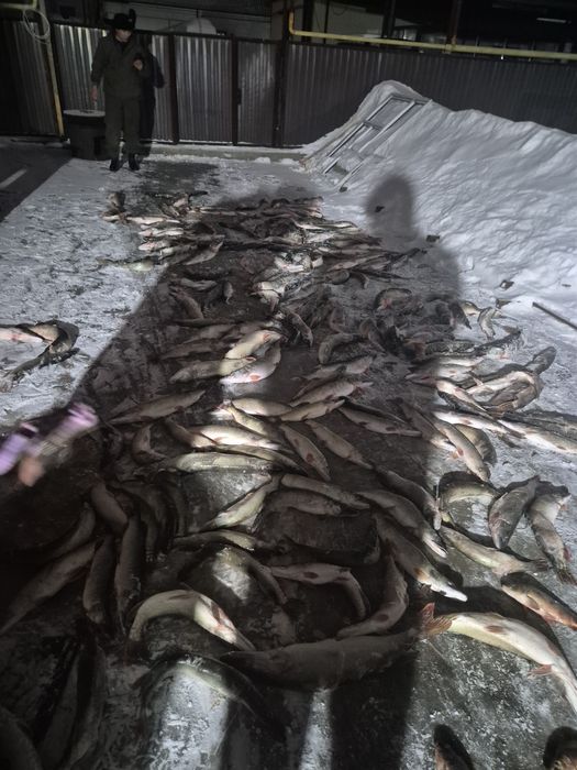 Свежая рыба щука, сазан