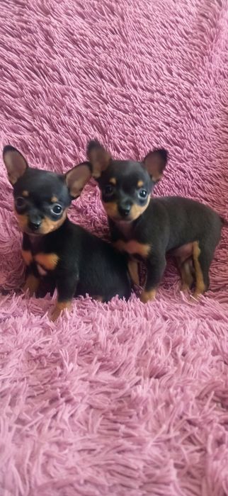 Продам той терьера мини