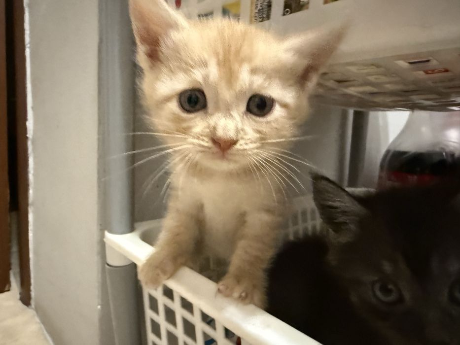 Отдам котят в добрые люди !