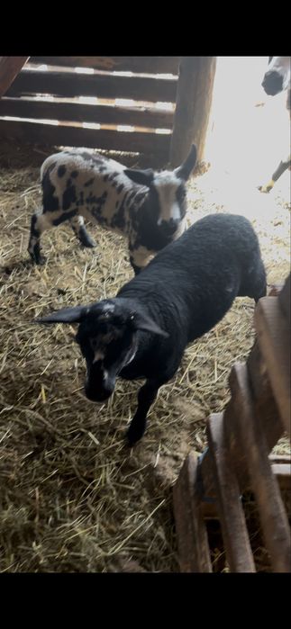 Miei Patat olandez