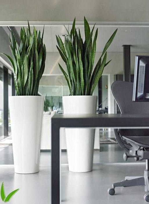 Живые цветы ! Аренда на мероприятия