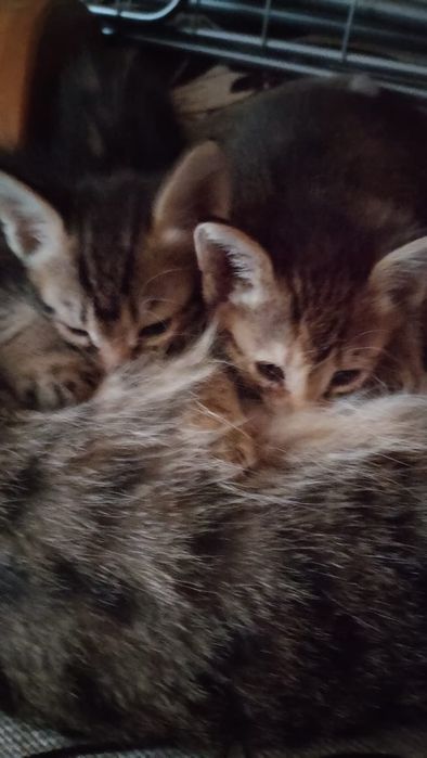 Отдам даром котят