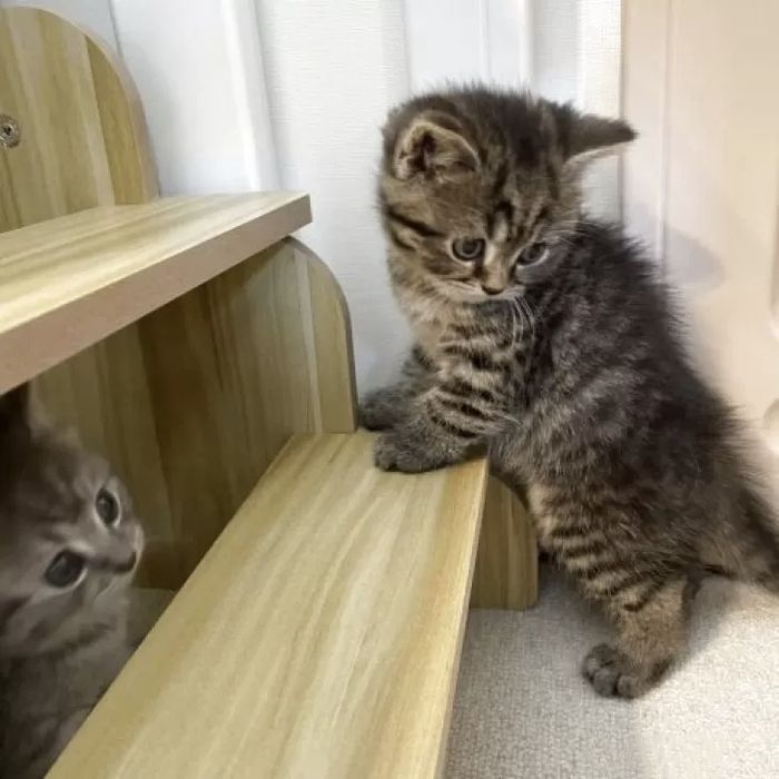 Британские котята