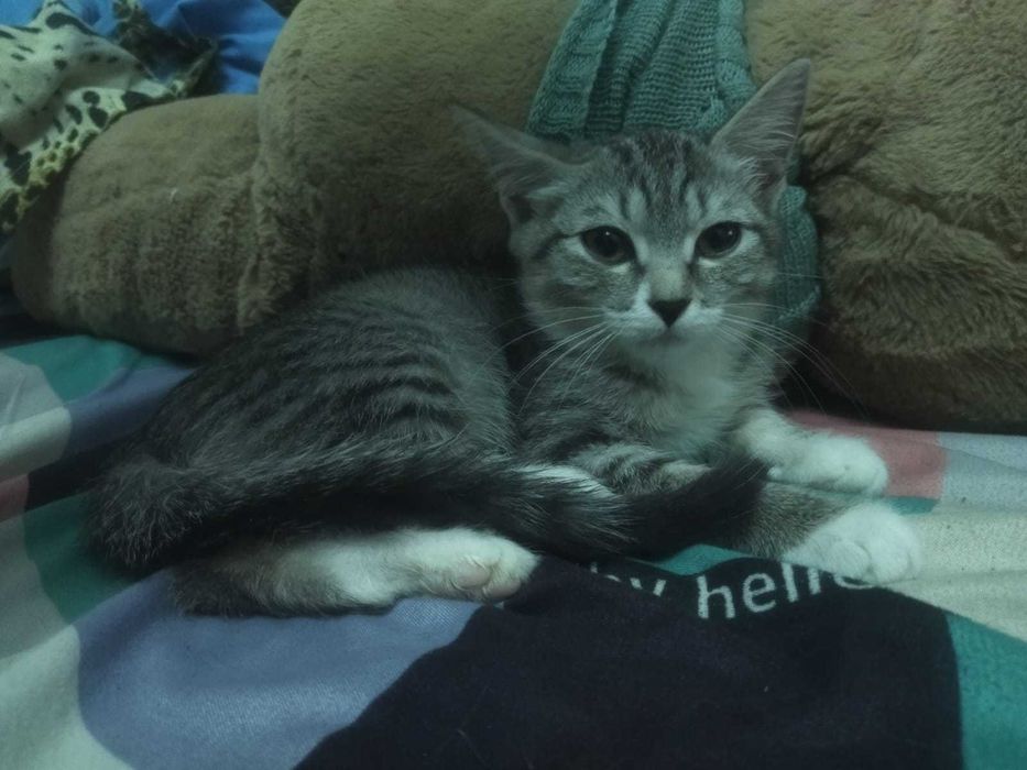 Дарю  маленьких котят