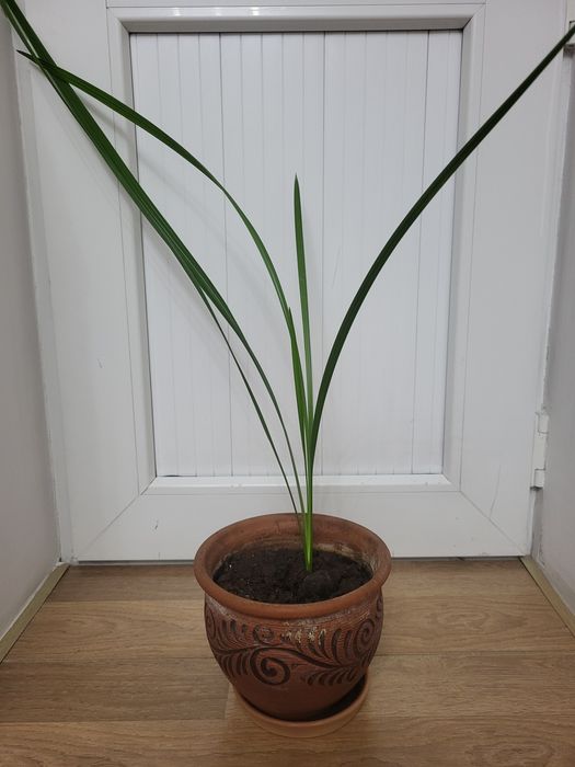 Домашние растения разные.