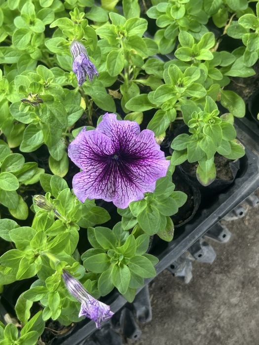 Петуния оптом и в розницу
