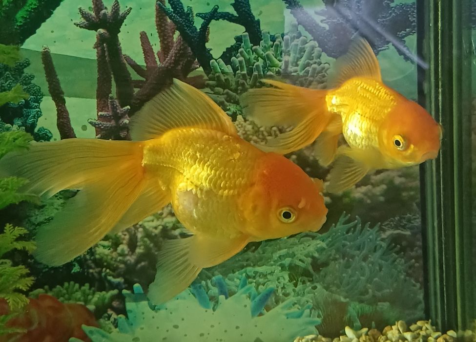 Продам золотую рыбку, оранда