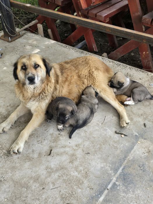 Donez  pui  câine  ciobănesc  căței