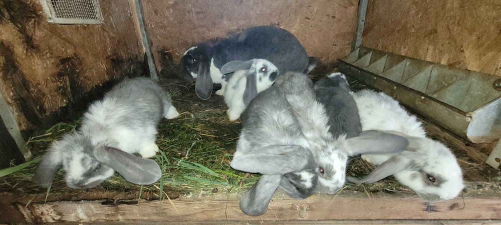 Pui de iepuri diferite culori (6 săptămâni)
