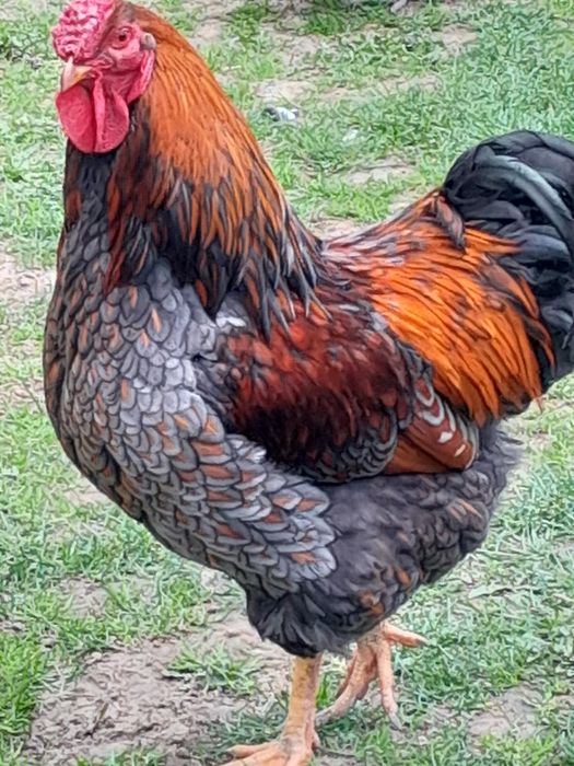 Pui de rasa de vanzare