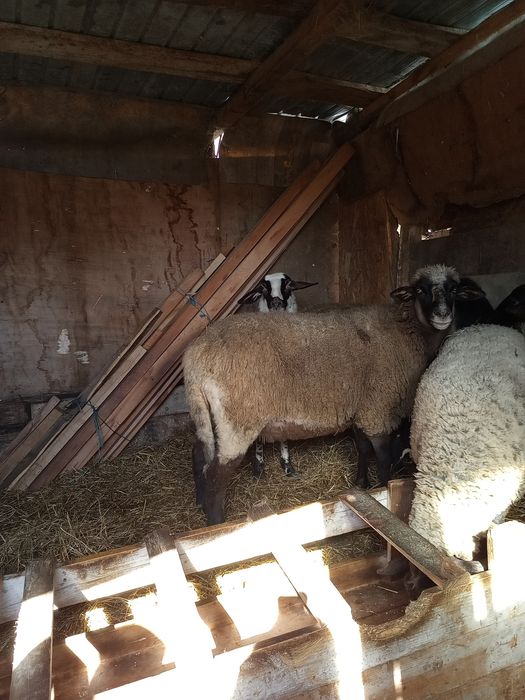 Oaie din carabaș depusă